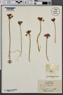 Image of Allium dichlamydeum