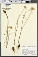Image of Allium tuolumnense