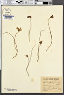 Image of Allium parryi