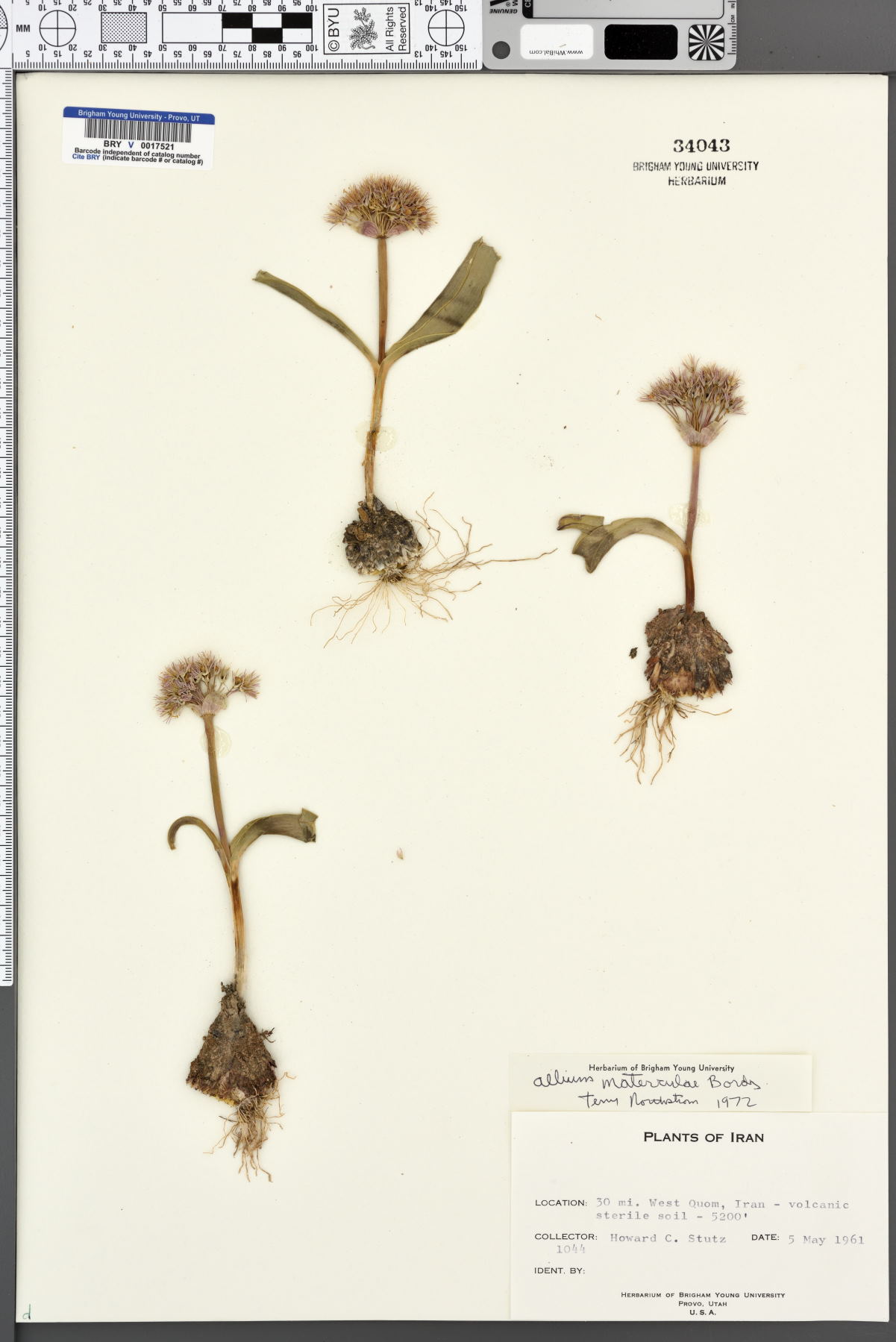 Allium materculae image