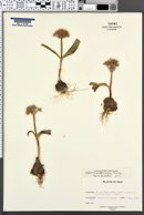 Image of Allium materculae