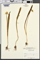 Image of Allium paradoxum