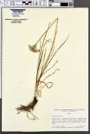 Image of Allium odorum