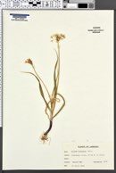 Allium subhirsutum image