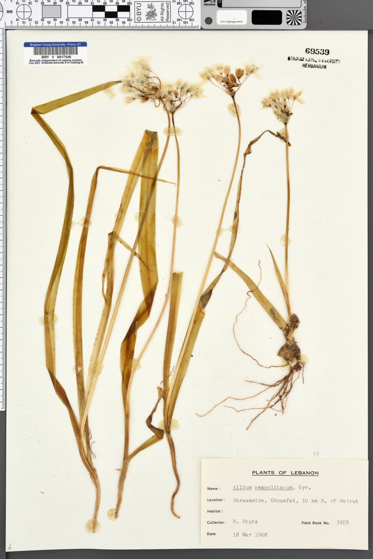 Allium neopolitanum image