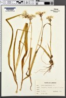 Allium neopolitanum image