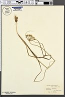 Allium subhirsutum image