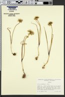Allium madidum image