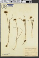 Image of Allium madidum