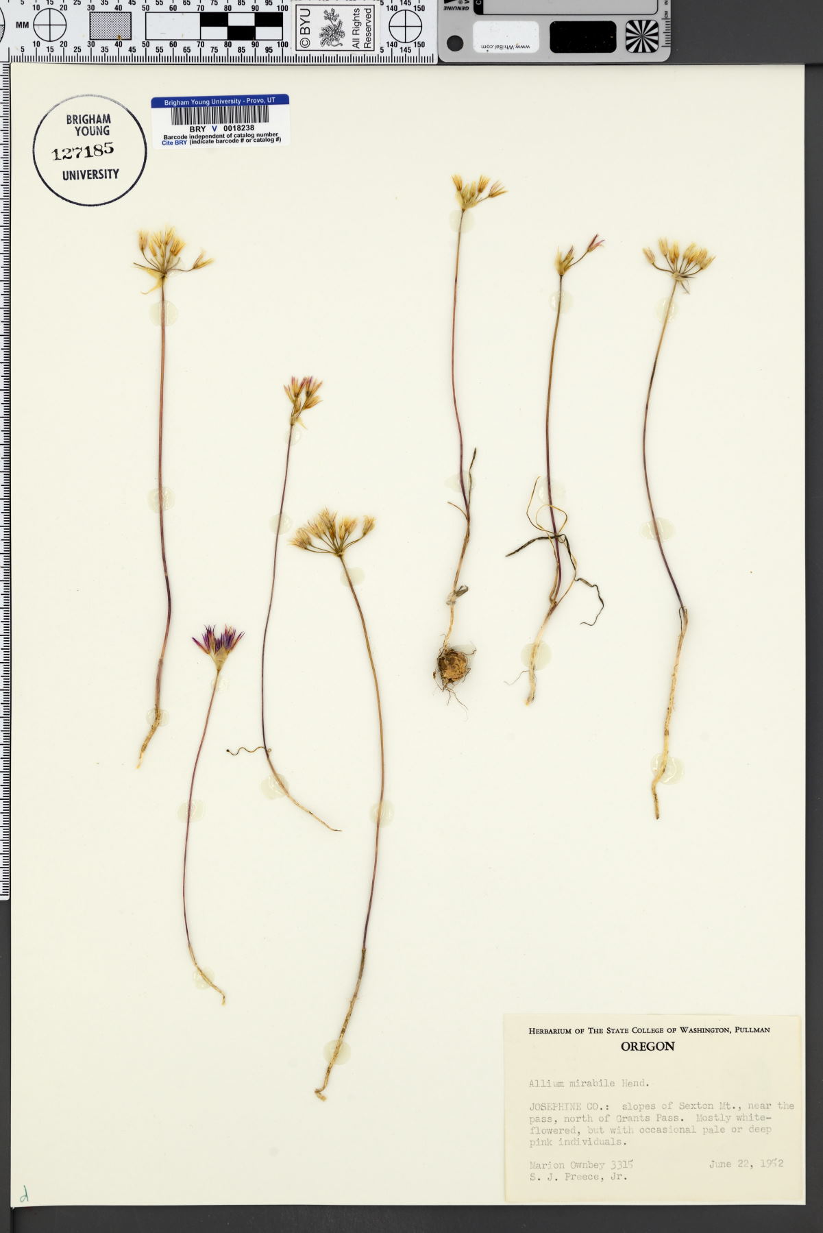 Allium mirabile image