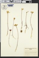 Image of Allium mirabile