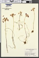 Image of Allium peninsulare