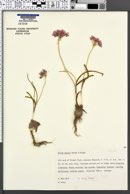 Allium passeyi image