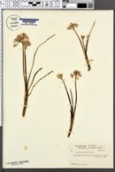 Image of Allium perdulce