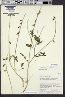 Astragalus robbinsii var. occidentalis image