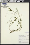 Astragalus robbinsii image