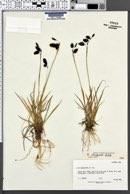 Image of Carex atrofusca