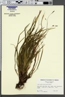 Carex austro-caroliniana image