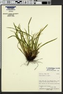 Image of Carex cordillerana