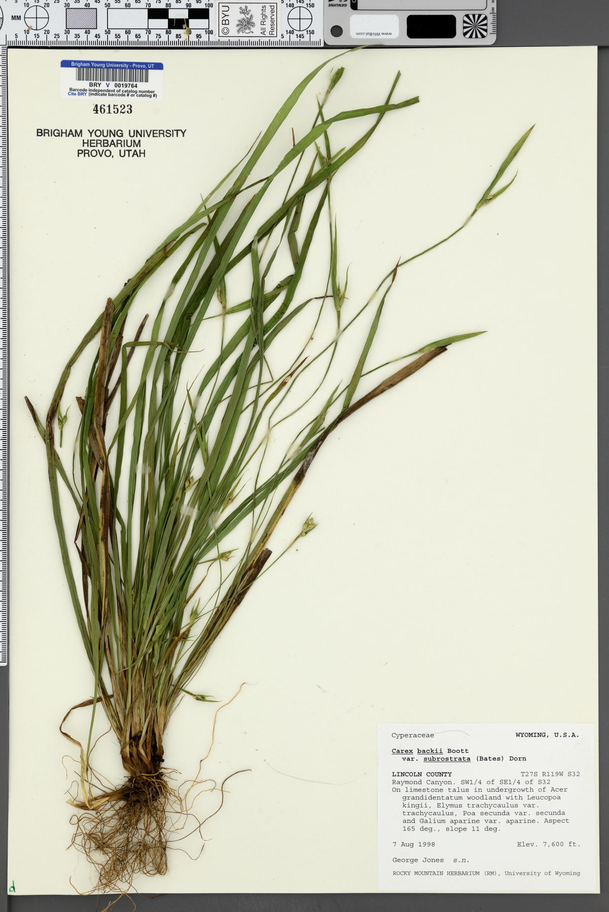 Carex backii var. subrostrata image