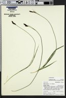 Carex bella image