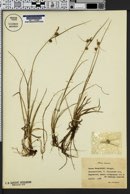 Carex oederi var. bergrothii image
