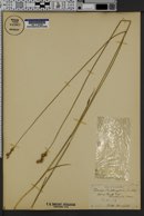 Carex bicknellii image