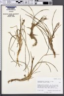 Scheuchzeria palustris subsp. americana image