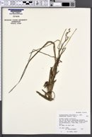 Scheuchzeria palustris subsp. americana image