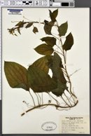 Smilax herbacea var. lasioneura image