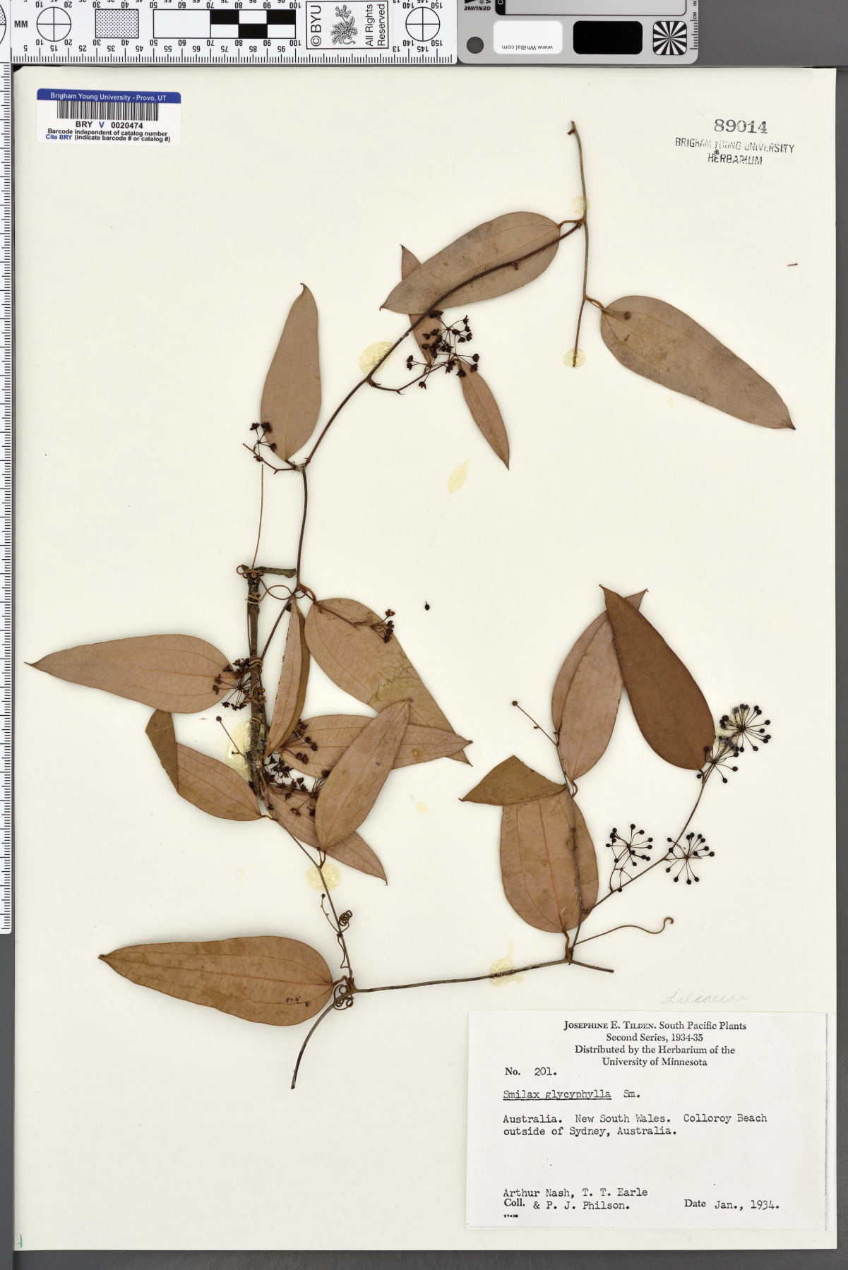 Smilax glycyphylla image