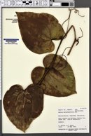Smilax melastomifolia image