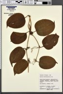 Smilax melastomifolia image