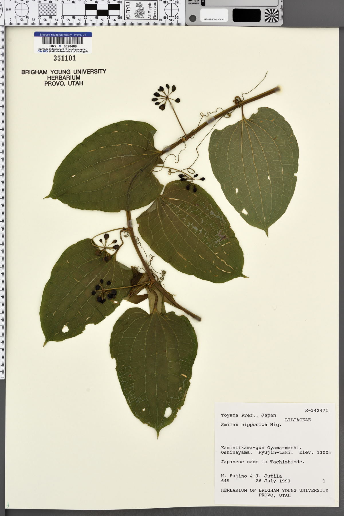 Smilax nipponica image