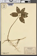 Image of Croomia pauciflora