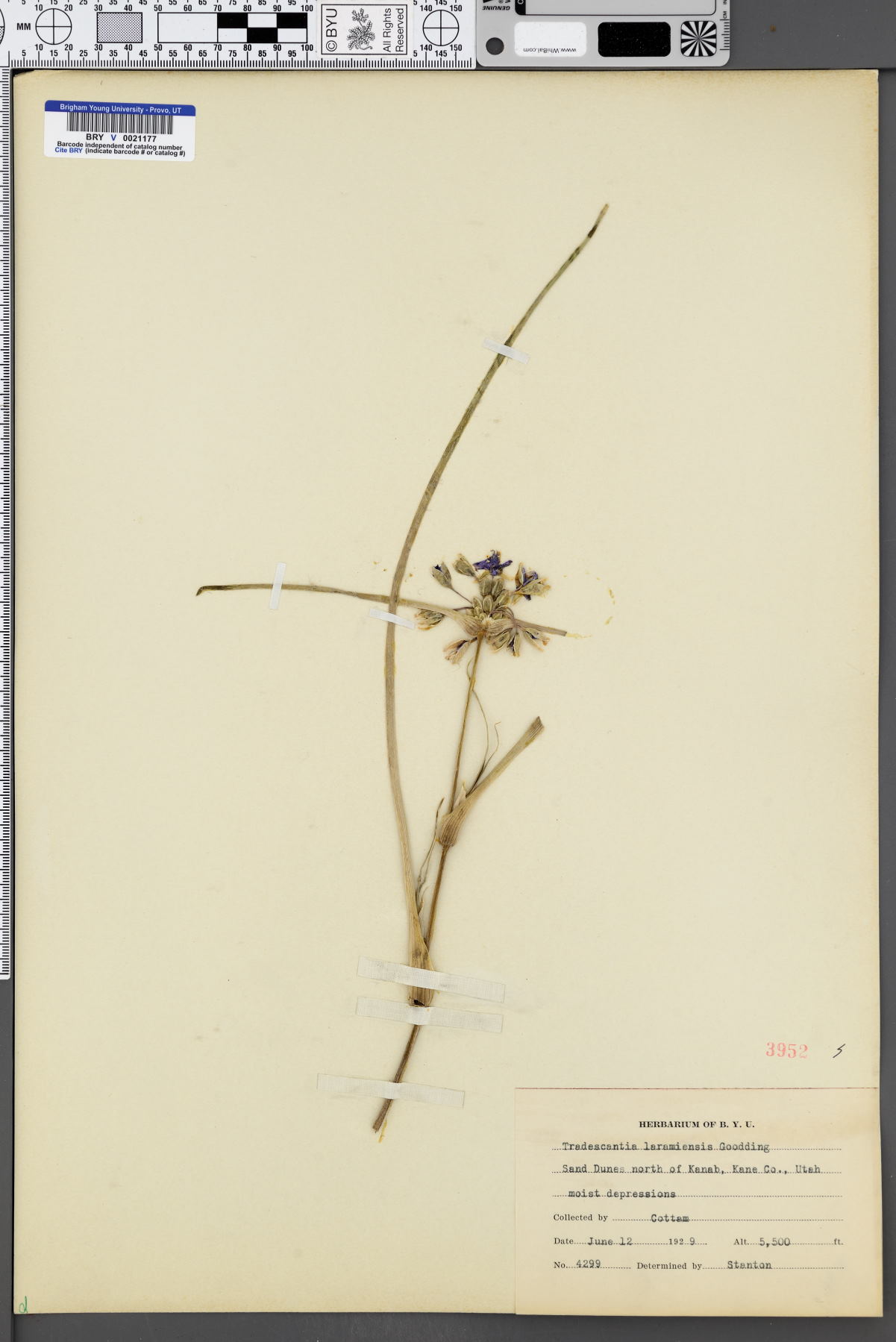 Tradescantia laramiensis image