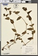 Image of Tripogandra multiflora