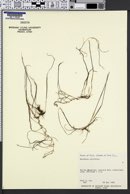 Halodule pinifolia image