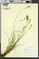 Carex foenea var. foenea image