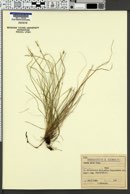 Image of Carex alba