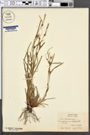 Carex amphibola var. globosa image