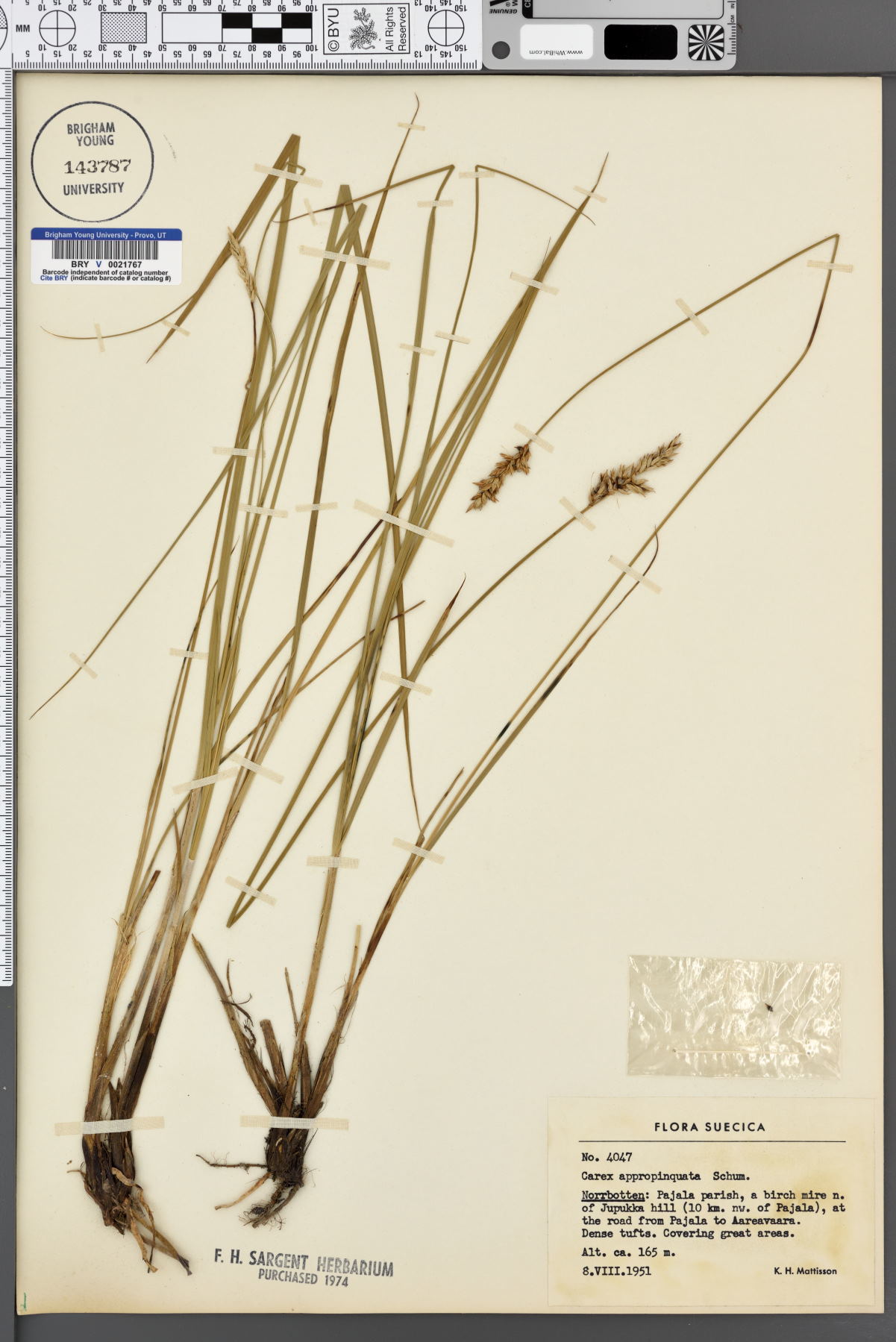 Carex appropinquata image