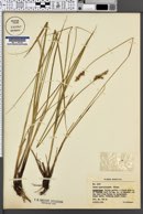 Carex appropinquata image
