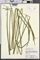 Carex alligata image