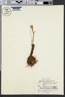 Habranthus longifolius image