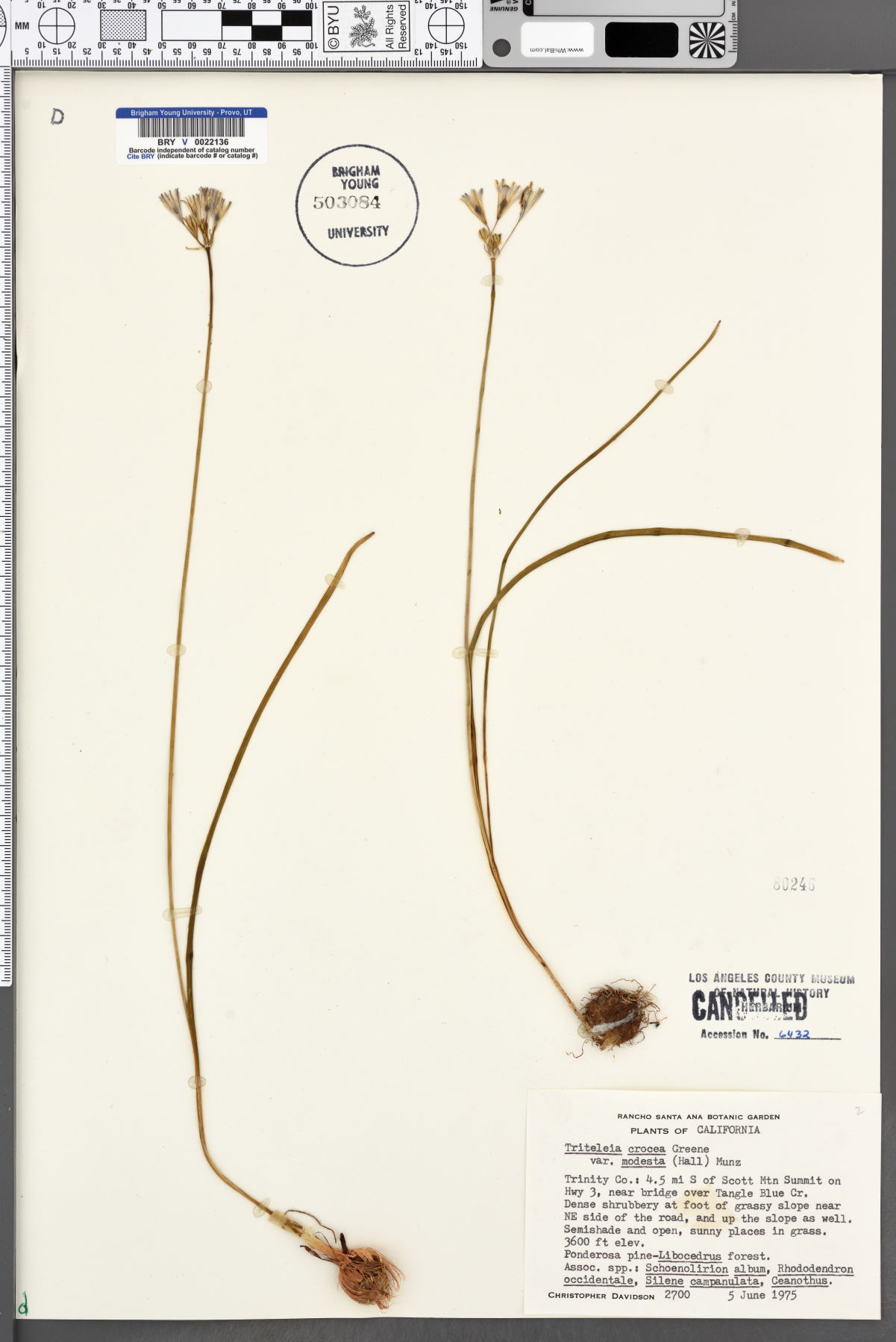 Triteleia crocea var. modesta image