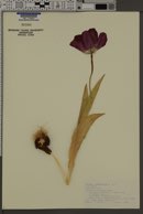 Image of Tulipa fosteriana