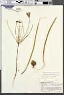 Image of Triteleia peduncularis