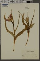 Image of Tulipa montana