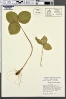 Trillium ovatum subsp. oettingeri image